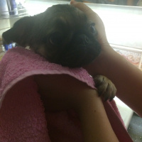 Pug, Köpek  mathilda fotoğrafı