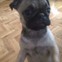 Pug, Köpek  mathilda fotoğrafı