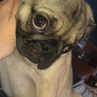 Pug, Köpek  mathilda fotoğrafı