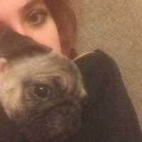 Pug, Köpek  mathilda fotoğrafı