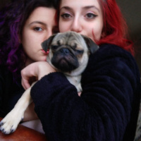 Pug, Köpek  mathilda fotoğrafı