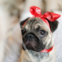 Pug, Köpek  mathilda fotoğrafı