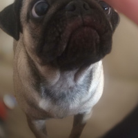 Pug, Köpek  mathilda fotoğrafı