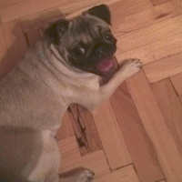 Pug, Köpek  mathilda fotoğrafı