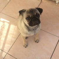 Pug, Köpek  mathilda fotoğrafı