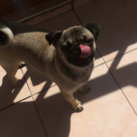 Pug, Köpek  mathilda fotoğrafı