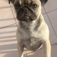 Pug, Köpek  mathilda fotoğrafı