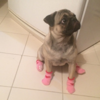 Pug, Köpek  mathilda fotoğrafı
