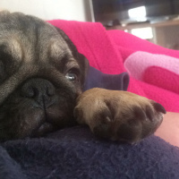 Pug, Köpek  mathilda fotoğrafı