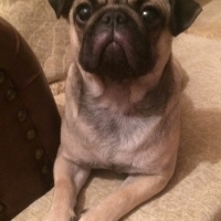 Pug, Köpek  mathilda fotoğrafı