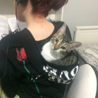 Tekir Kedi, Kedi  leon fotoğrafı
