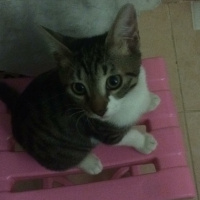 Tekir Kedi, Kedi  leon fotoğrafı