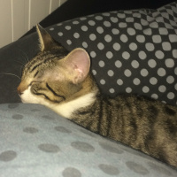 Tekir Kedi, Kedi  leon fotoğrafı