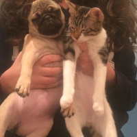 Tekir Kedi, Kedi  leon fotoğrafı