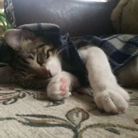 Tekir Kedi, Kedi  leon fotoğrafı