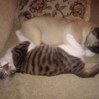 Tekir Kedi, Kedi  leon fotoğrafı