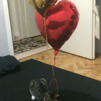 Tekir Kedi, Kedi  leon fotoğrafı