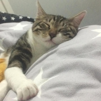 Tekir Kedi, Kedi  leon fotoğrafı