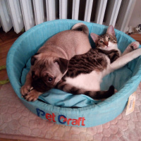 Tekir Kedi, Kedi  leon fotoğrafı