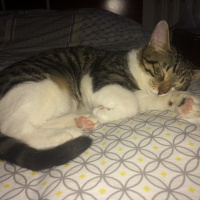 Tekir Kedi, Kedi  leon fotoğrafı