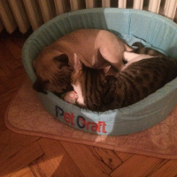 Tekir Kedi, Kedi  leon fotoğrafı