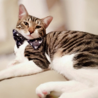 Tekir Kedi, Kedi  leon fotoğrafı