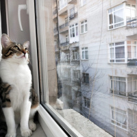 Tekir Kedi, Kedi  leon fotoğrafı