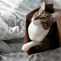 Tekir Kedi, Kedi  leon fotoğrafı
