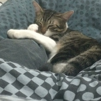 Tekir Kedi, Kedi  leon fotoğrafı