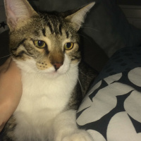 Tekir Kedi, Kedi  leon fotoğrafı
