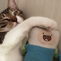 Tekir Kedi, Kedi  leon fotoğrafı