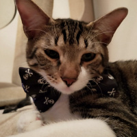 Tekir Kedi, Kedi  leon fotoğrafı