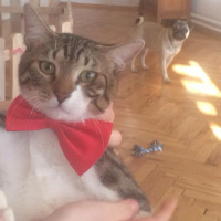Tekir Kedi, Kedi  leon fotoğrafı