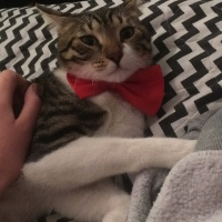 Tekir Kedi, Kedi  leon fotoğrafı