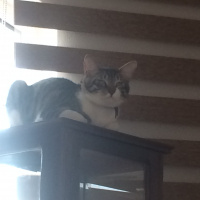 Tekir Kedi, Kedi  leon fotoğrafı