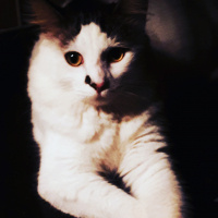 Tekir Kedi, Kedi  Mia fotoğrafı