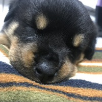Rottweiler, Köpek  Hera fotoğrafı