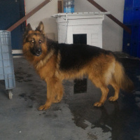 Alman Çoban Köpeği, Köpek  Alex fotoğrafı