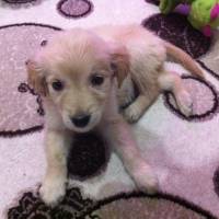 Golden Retriever, Köpek  Luna fotoğrafı