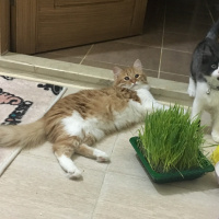 Sarman, Kedi  bade fotoğrafı
