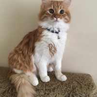 Sarman, Kedi  bade fotoğrafı