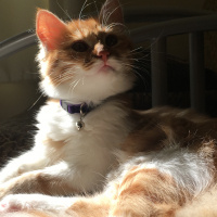 Sarman, Kedi  bade fotoğrafı