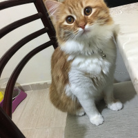 Sarman, Kedi  bade fotoğrafı