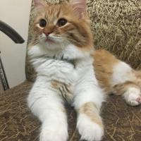 Sarman, Kedi  bade fotoğrafı