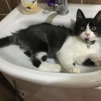 Tuxedo (Smokin) Kedi, Kedi  mocha fotoğrafı