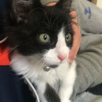 Tuxedo (Smokin) Kedi, Kedi  mocha fotoğrafı