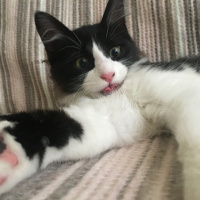 Tuxedo (Smokin) Kedi, Kedi  mocha fotoğrafı