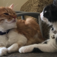 Tuxedo (Smokin) Kedi, Kedi  mocha fotoğrafı