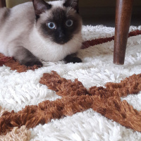 Siyam Kedisi, Kedi  Atlas fotoğrafı