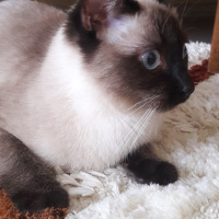 Siyam Kedisi, Kedi  Atlas fotoğrafı